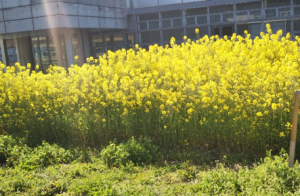 フラワーエネルギー「なの・わり」の学内畑で菜の花が咲いている様子